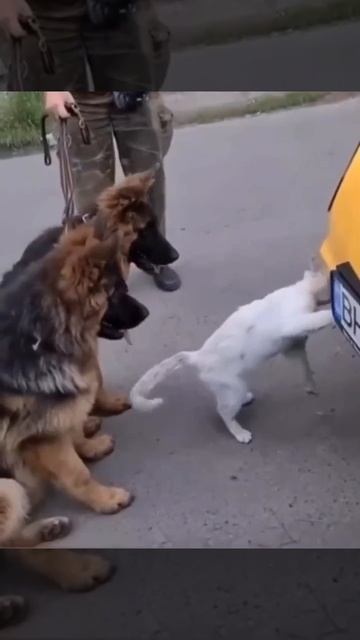 Котейка принимает экзамен у псов,и,видимо,он не очень доволен 😻🐶❤️✊