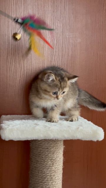 Британский котик Christopher 2,5мес.