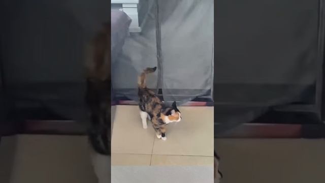 Котики