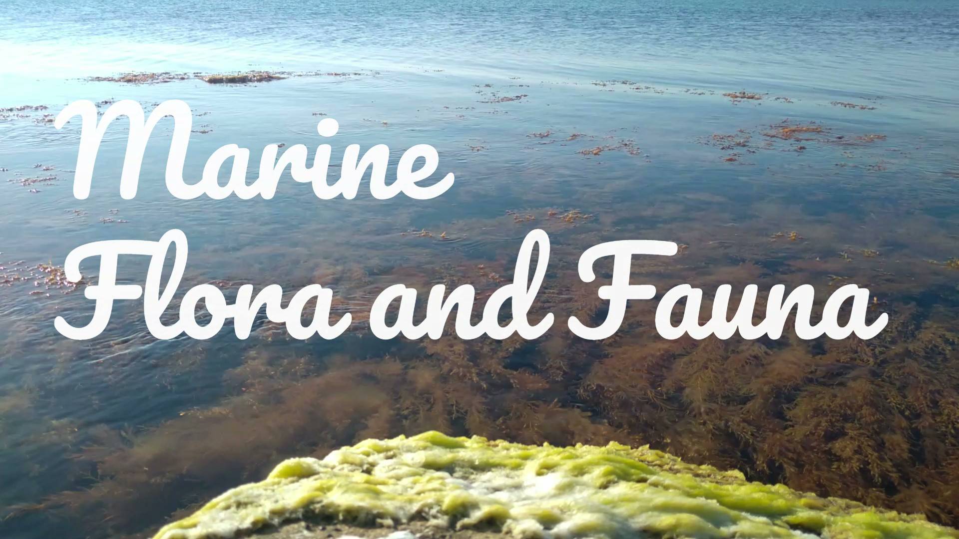 Marine flora and fauna