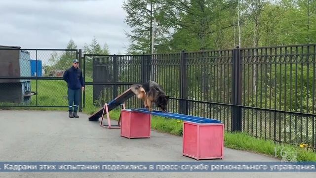 30.05.2025 Тренировку по поиску пострадавших в лесу провел кинологический расчёт