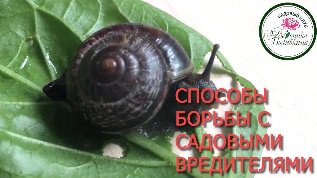 БЕЗОПАСНЫЕ СПОСОБЫ БОРЬБЫ С САДОВЫМИ ВРЕДИТЕЛЯМИ