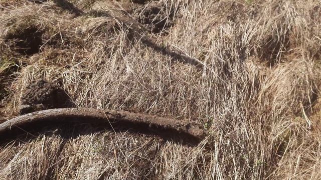 Весенний коп.