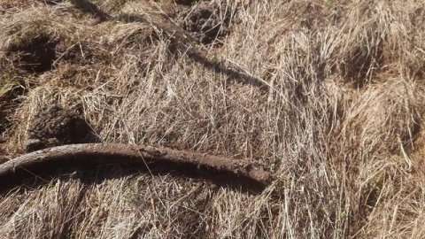 Весенний коп.