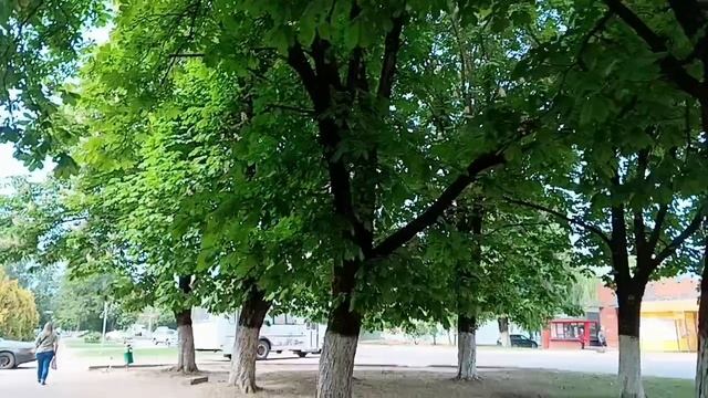 красота цветов лета фантаны