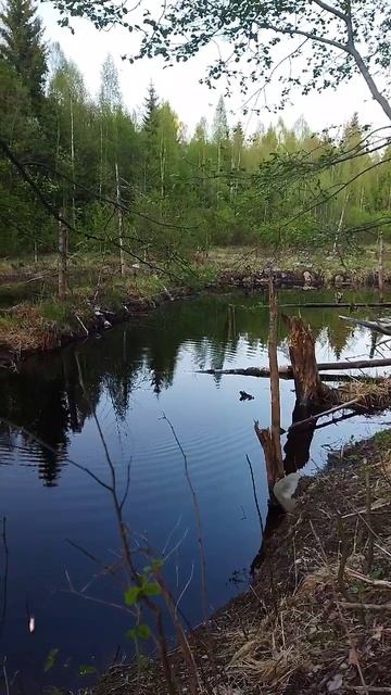 Ловим форель в лесной речке