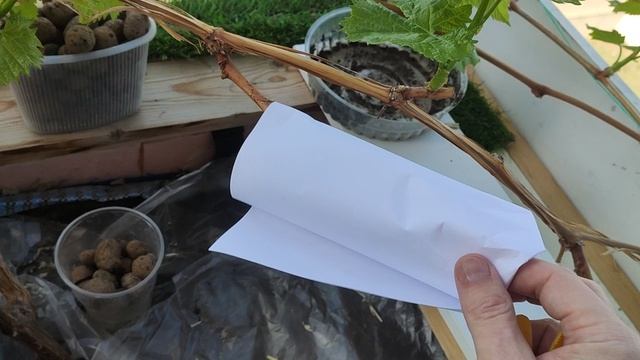 Виноград на балконе 20.04.2025