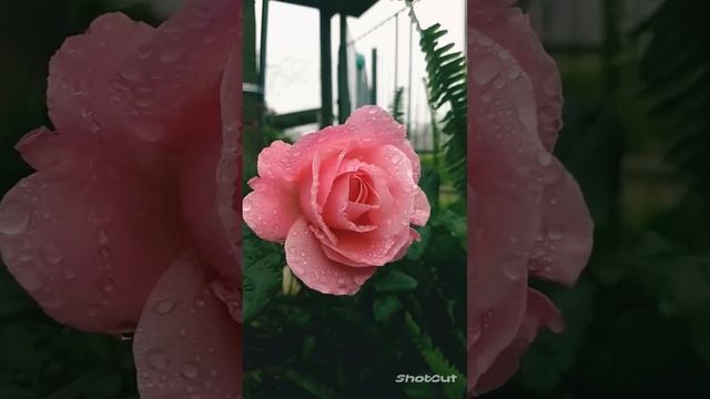 Я ВСТРЕТИЛ РОЗУ!
