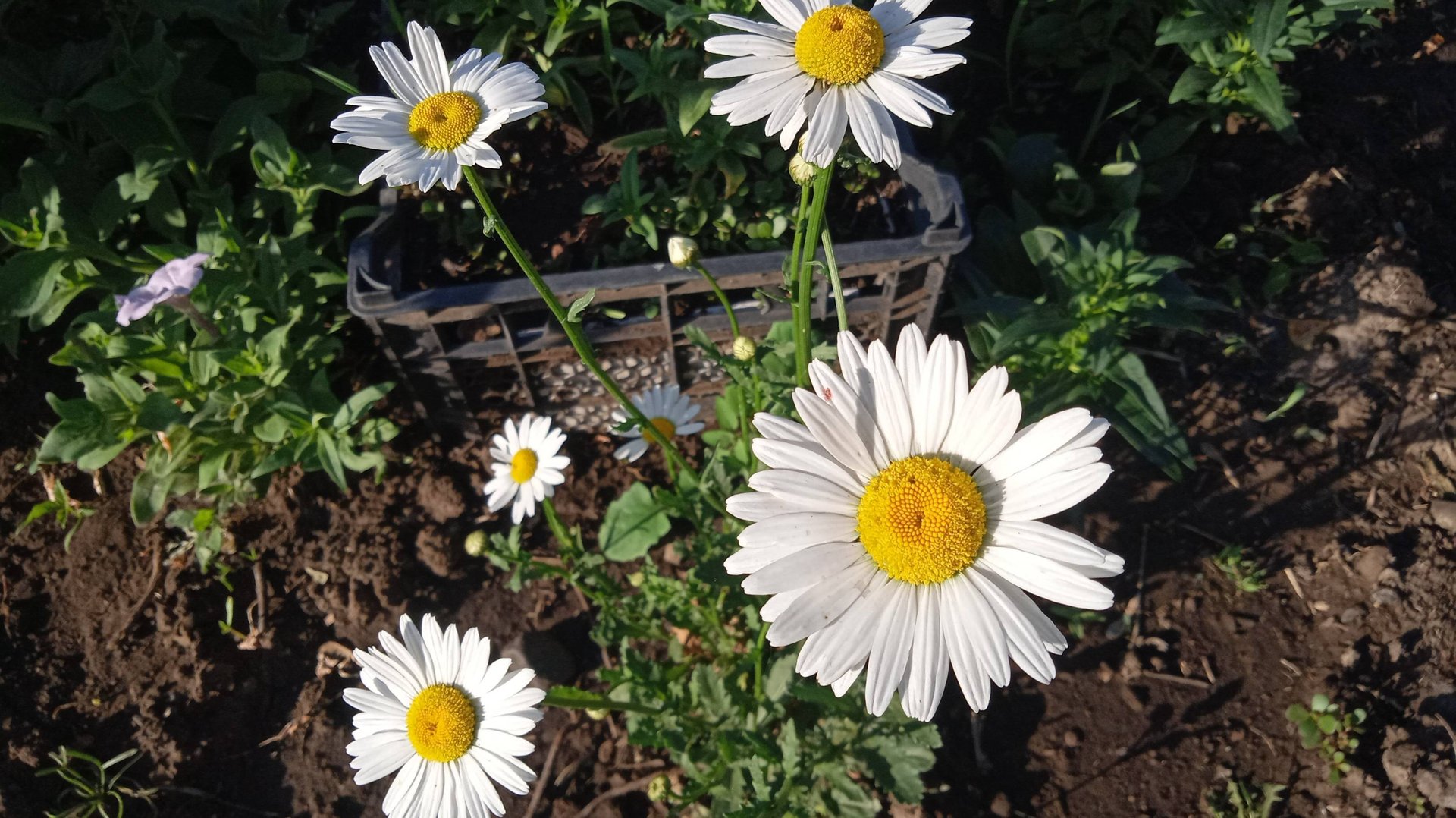 Летний привет