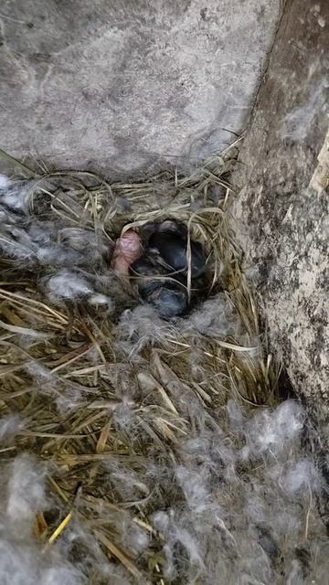 А унас появились малышастики😍в общей сложности 25 штук