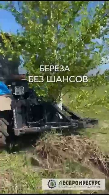 Корчеватель КГЧ-1,2 против берёзы | Реальная работа на тракторе МТЗ-82