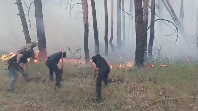 В ЛНР полицейские помогли огнеборцам потушить пожар в лесном массиве вблизи посёлка Боброво