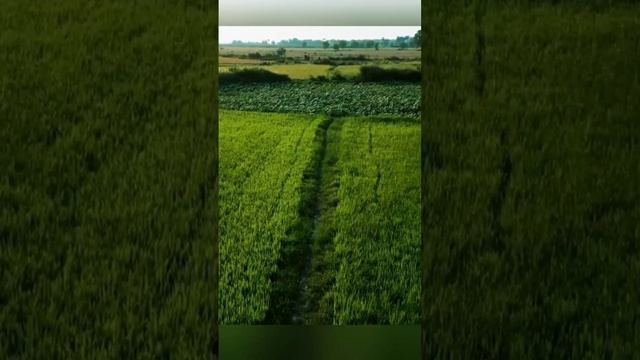 Дыхание