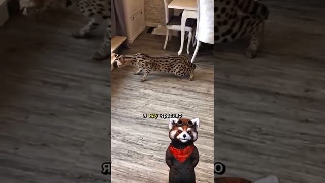 Сервал — кот, который может дать по щам
