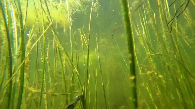 Подводная охота с крутым прозраком на озере,рыбка есть!