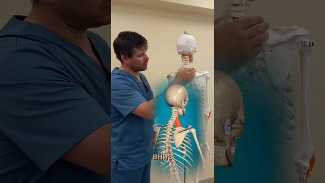 Болит шея и плечо Самомассаж