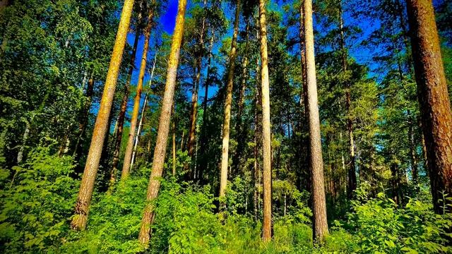 02-06-2025 Чудесный лес, окрестности города, Асбест, Средний Урал🌲👍🌿🌞🌼🏞️🌱🌲