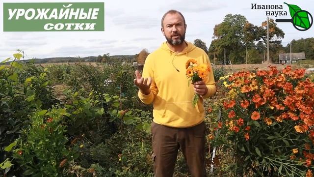 Внесите ЭТО 1 раз в 20 лет и забудьте о болезнях и вредителях!