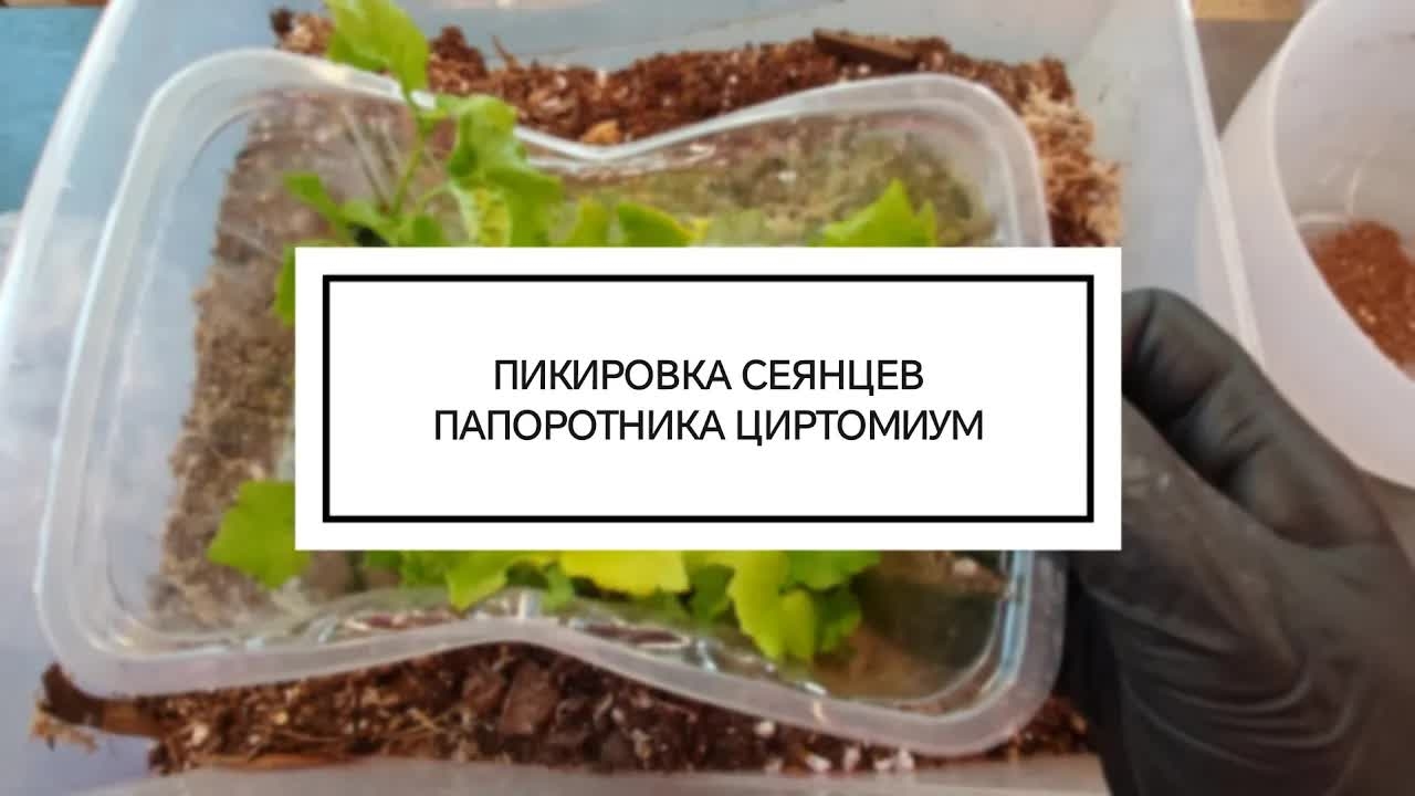 ПИКИРОВКА СЕЯНЦЕВ ПАПОРОТНИКА ЦИРТОМИУМ