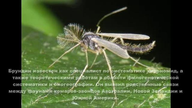Ларс Брундин