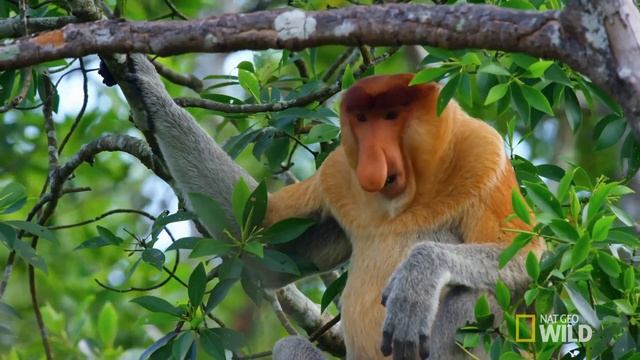 Proboscis Monkeys Jump Around | Paradise Islands