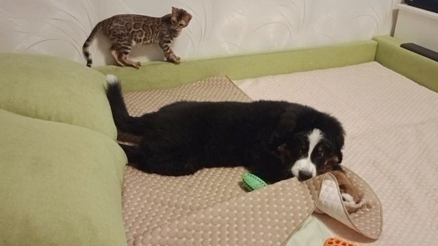 Кошка с собакой.mp4
