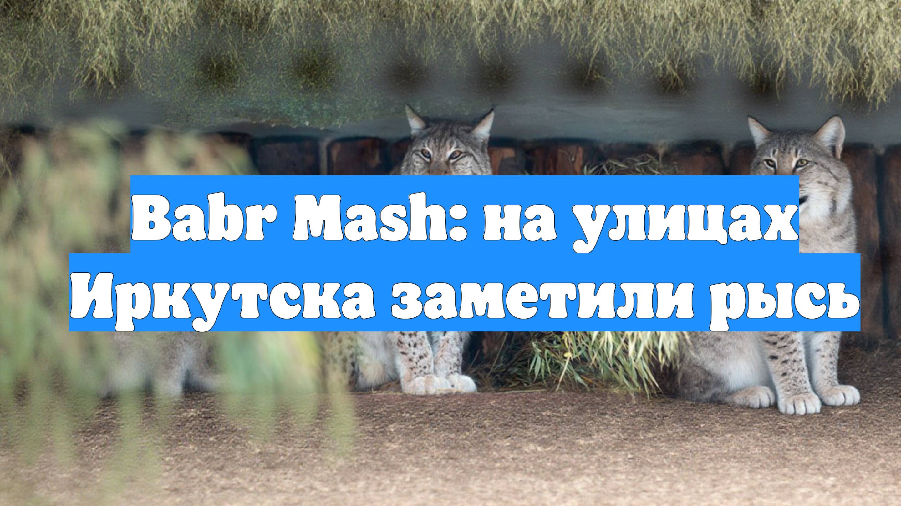 Babr Mash: на улицах Иркутска заметили рысь