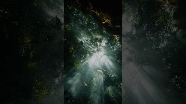 3. Лесной прорыв