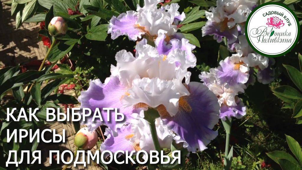 ИРИСЫ ДЛЯ СРЕДНЕЙ ПОЛОСЫ РОССИИ