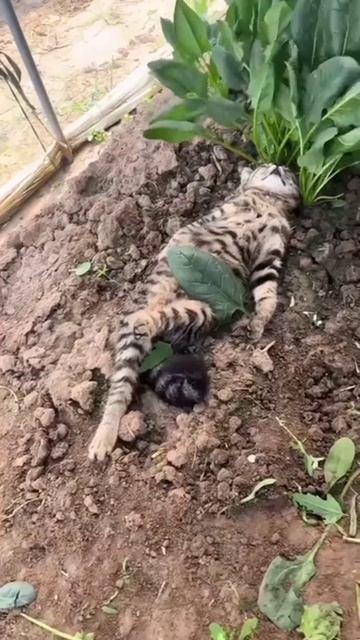 Релакс котэ