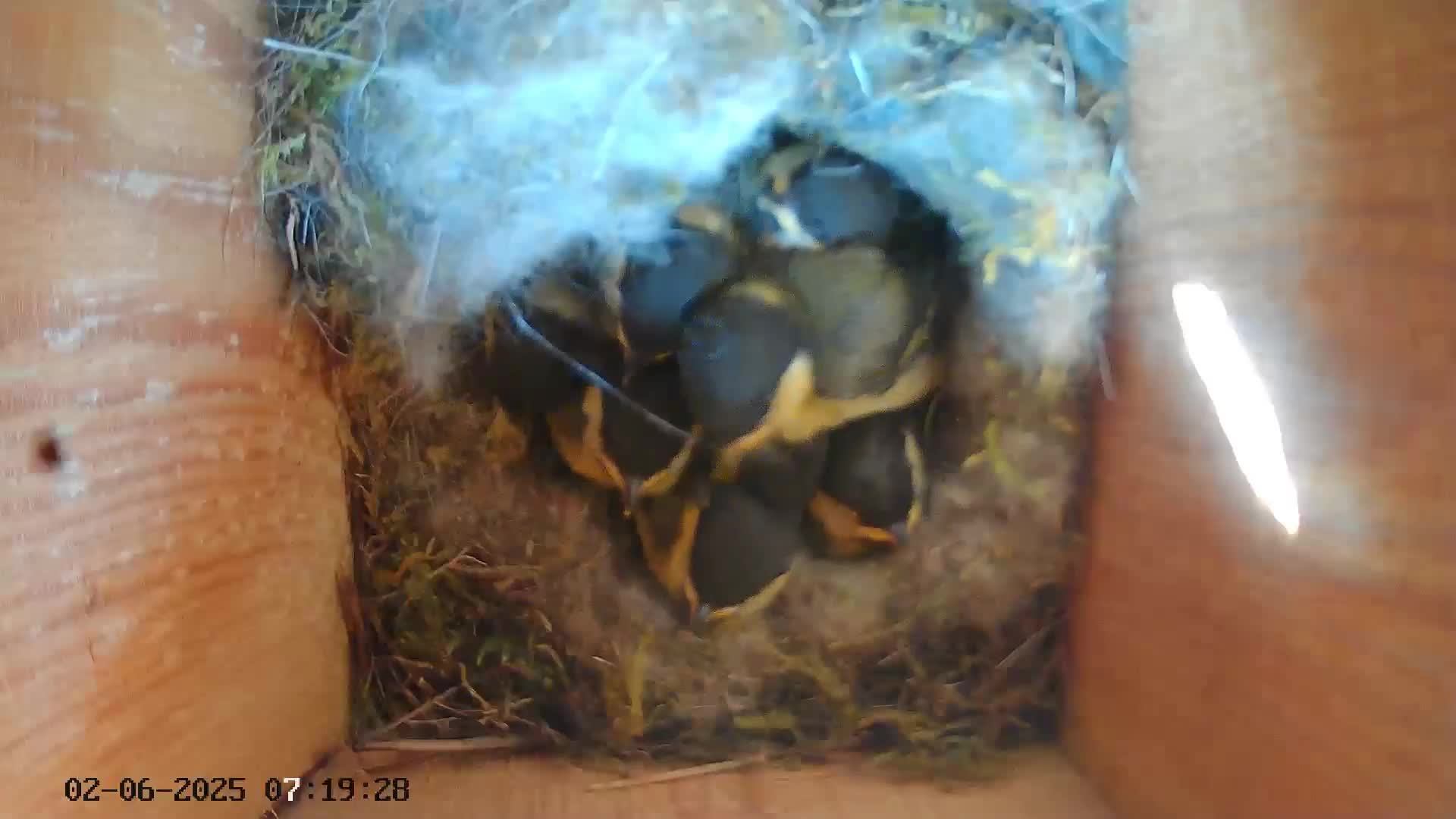 Синичник - День сорок девятый (02.06.2025)