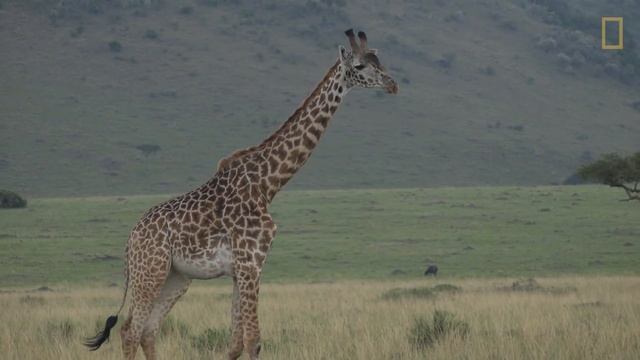 Giraffes: What You Should Know About the Tallest Animals on Earth | Nat Geo Wild