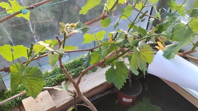 Виноград на балконе 22.04.2025