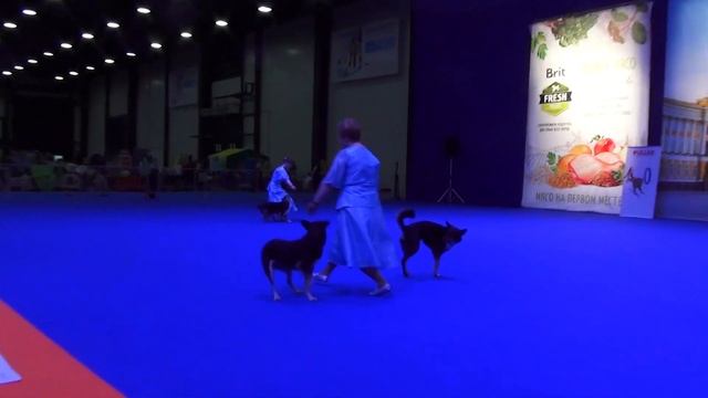 Show Sport Dogs РАЗНОШЕРСТНАЯ КОМПАНИЯ беспородный Развлекательный