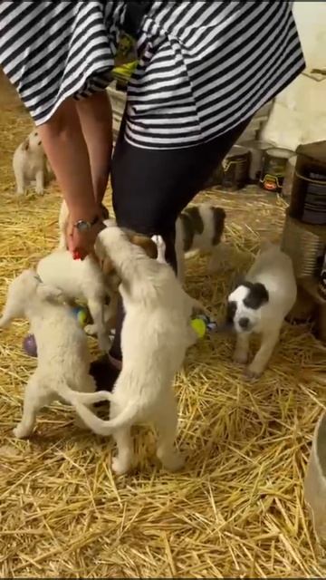 Щенки из Сочи ищут дом