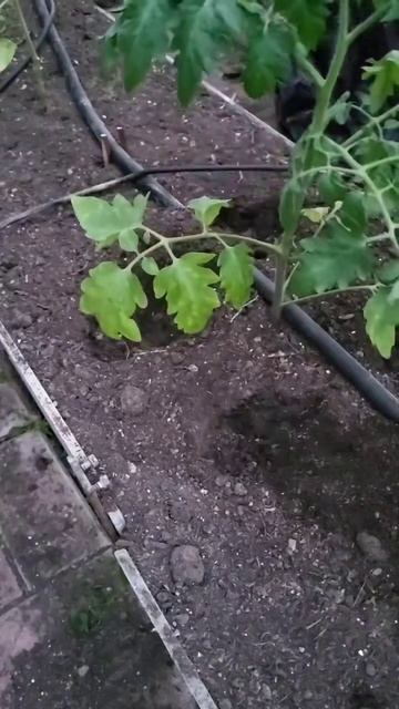 Не добавили удобрения при посадке?