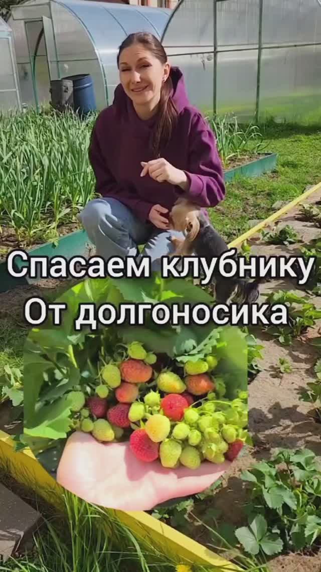 Как защитить клубнику от долгоносика