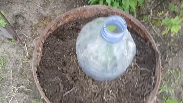 Высаживаю бахчевые культуры ....
Вы не догодаетесь куда. Этот мой опыт многим пригодится.