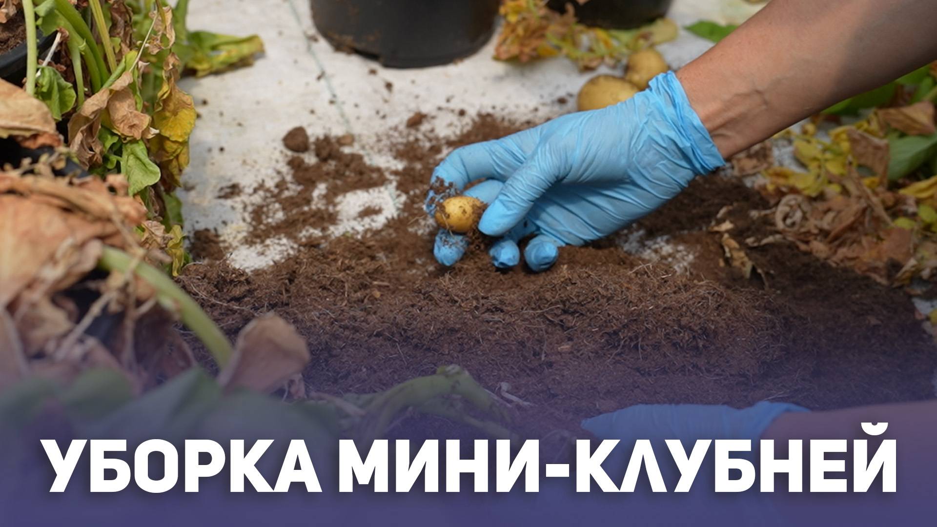Уборка мини- клубней
