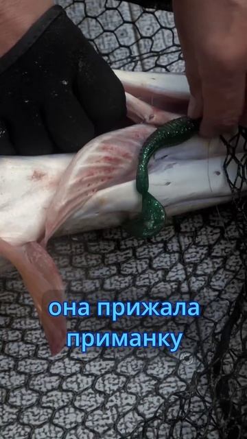 ВОТ ЭТО ТЮК!!! КАК КЛЮЕТ ТРОФЕЙ!!! #norstream  #fishing #рыбалка #spin #new #трофей