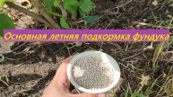 Основная летняя подкормка фундука