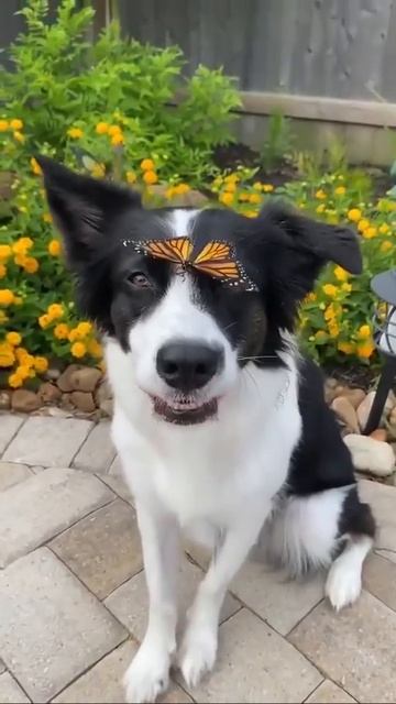 Собакен и бабочка 🦋🦮❤️