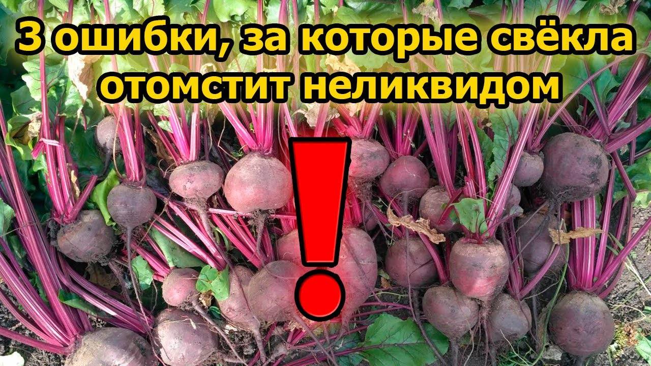 ❗ Почему свёкла растёт уродливой и невкусной? Вся правда, которую скрывают! 🥀🥄