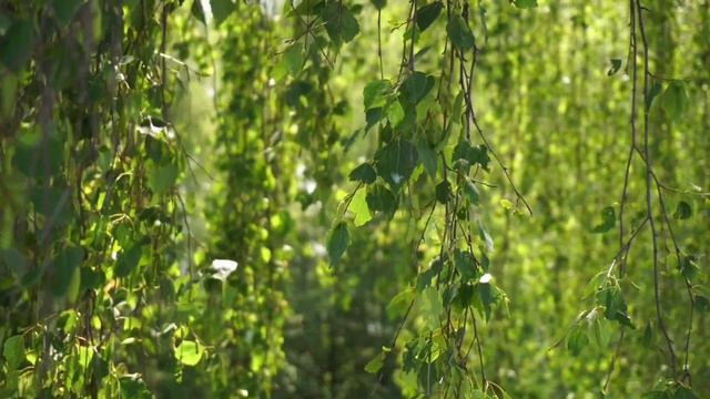 В деревне 🍃