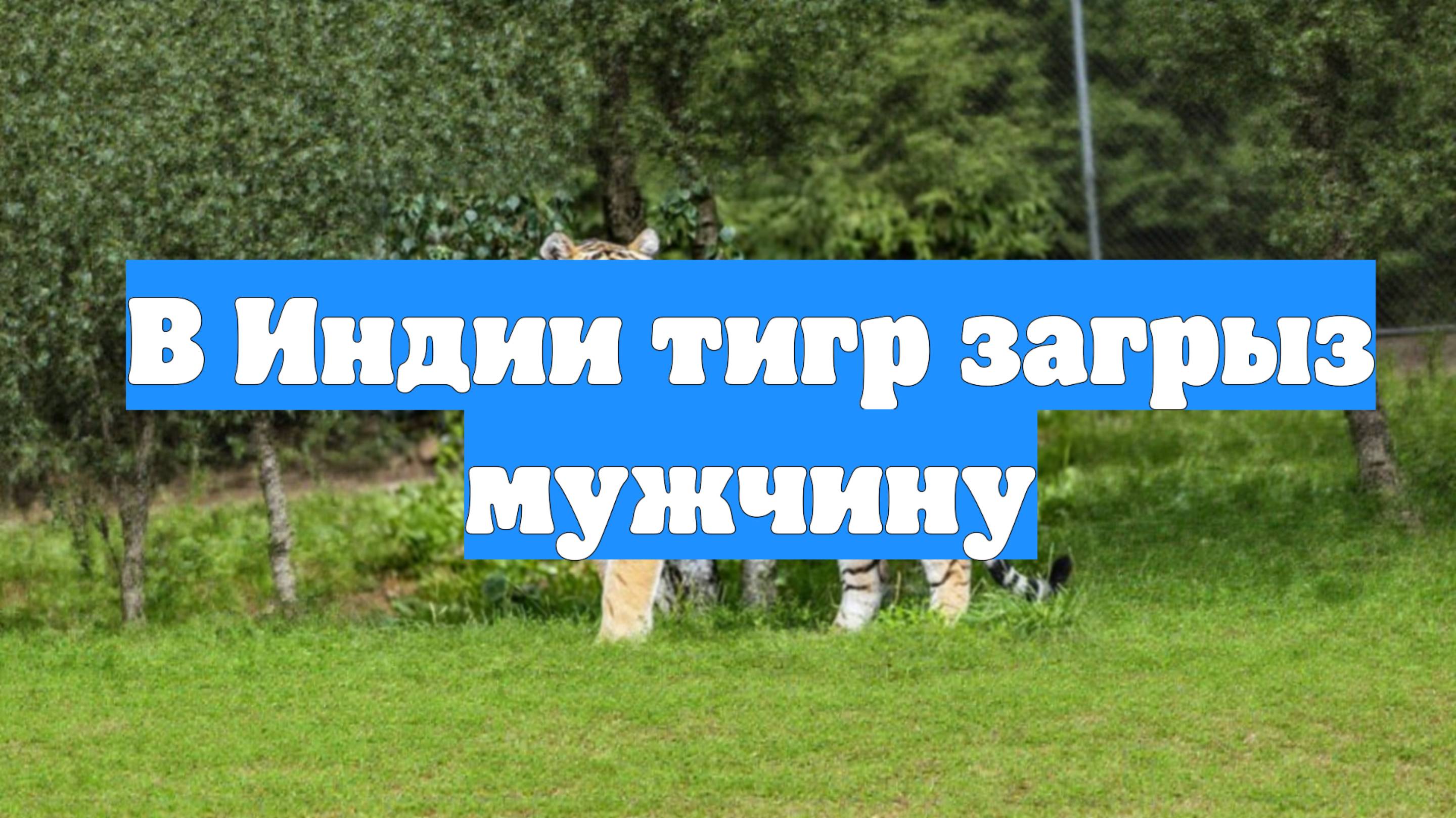 В Индии тигр загрыз мужчину