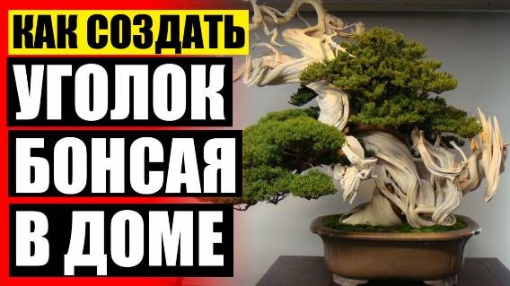 🚫 Фикус бонсай как вырастить ⭐ Фикус микрокарпа бонсай купить в спб 💯