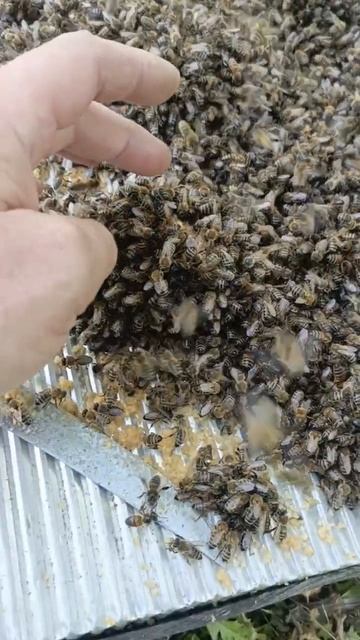 кому-нибудь нужно пчелок ? 🐝 хоби есть хоби