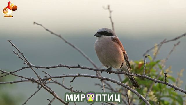 Мир птиц – красота и грация пернатых созданий Природы 🦩🦚🦜 Выпуск (177) 🦉🐦🐤