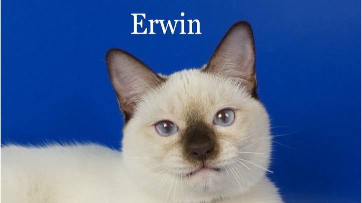 Тайский котик Erwin, шоколад-пойнт, 6 месяцев.