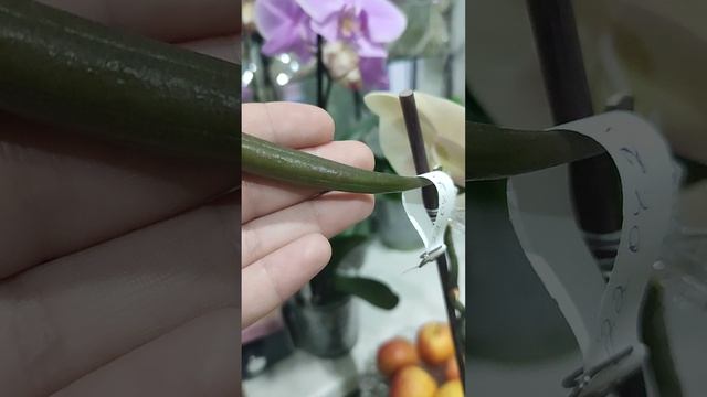Семена орхидей своими руками. Мои семенные коробочки